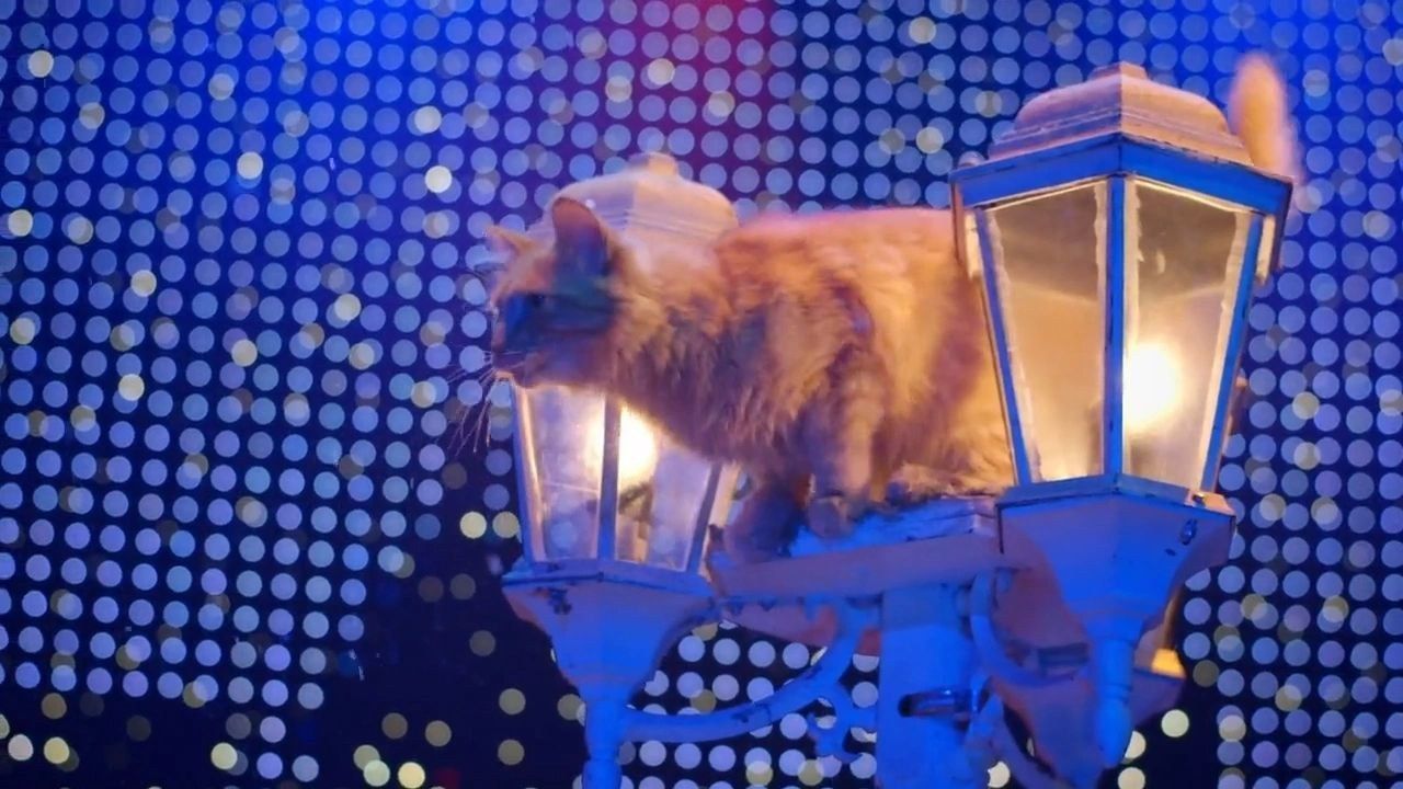 A feline cast member perched on the lantern set piece, stage lights behind