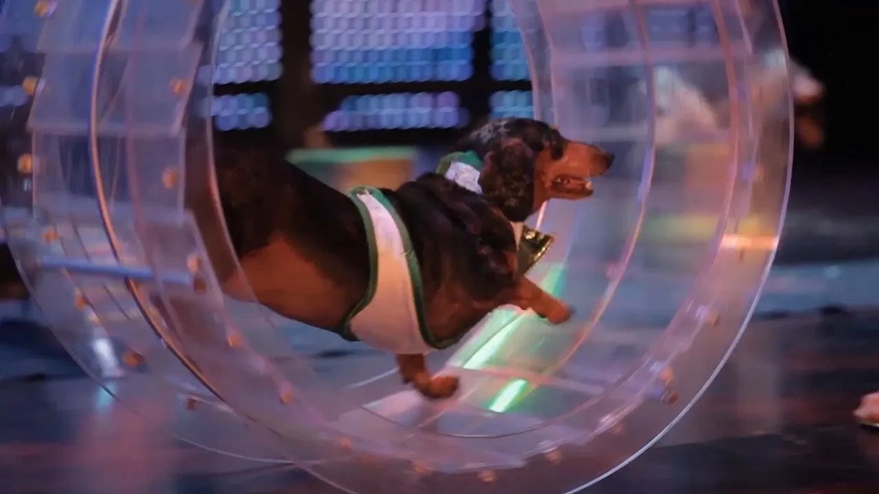 Show highlights reel — a dachshund cast member racing in the wheel